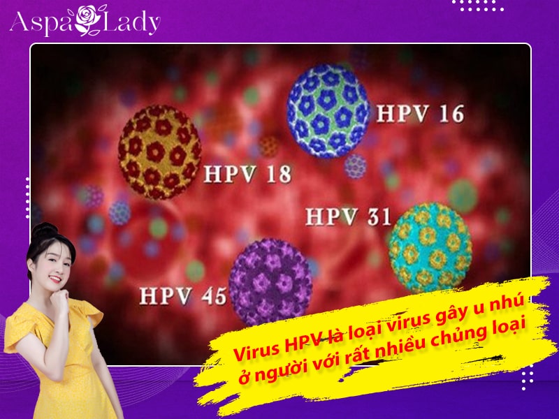 Virus HPV là loại virus gây u nhú ở người với rất nhiều chủng loại