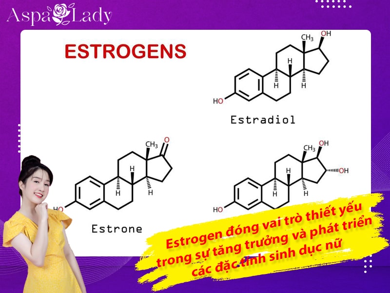 Estrogen đóng vai trò thiết yếu trong sự tăng trưởng và phát triển các đặc tính sinh dục nữ