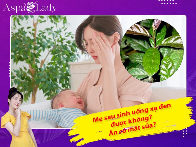 Mẹ sau sinh có uống được lá xạ đen không? Uống có mất sữa?